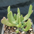 Rhombophyllum dolabriforme