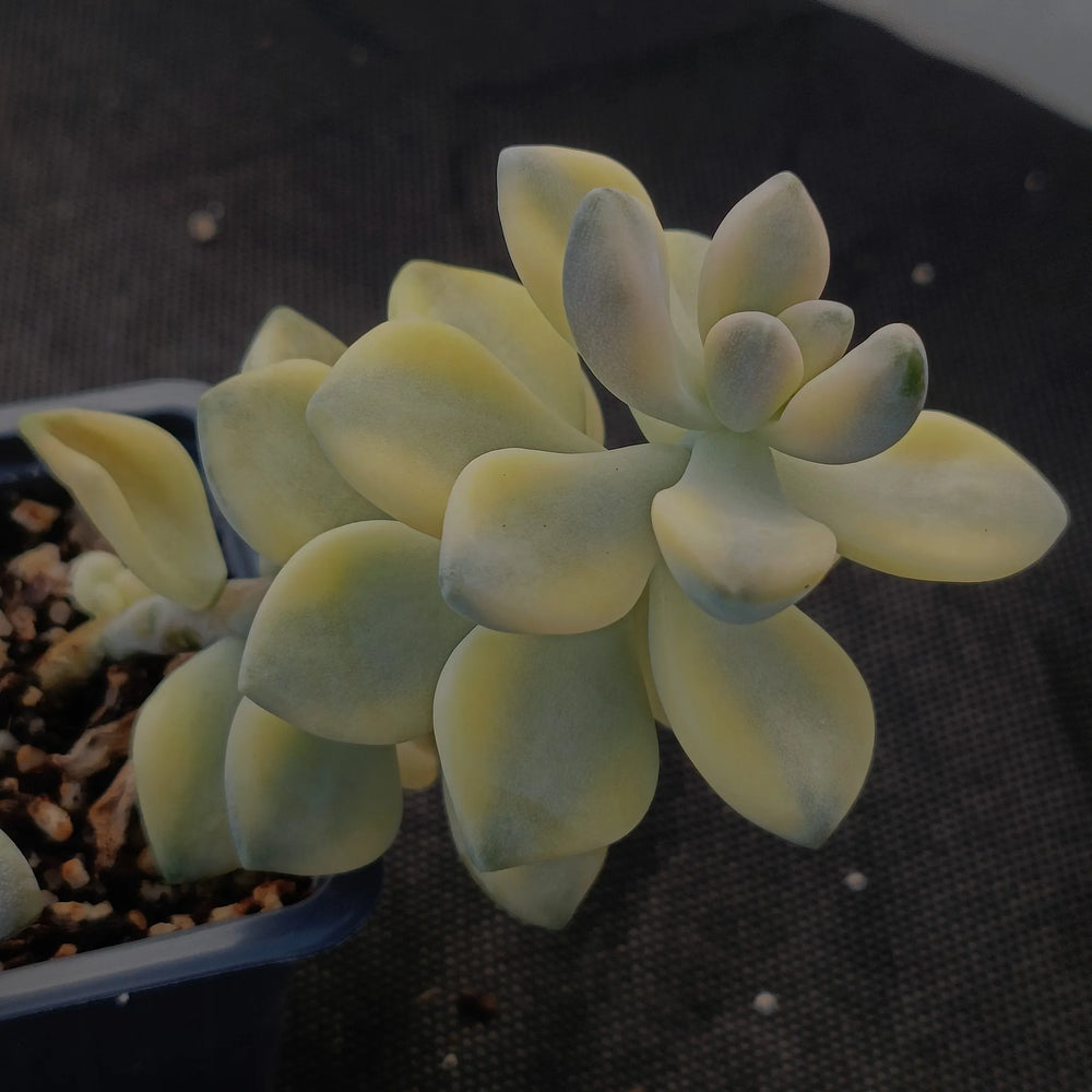 Sedum clavatum VARIEGATA