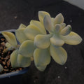 Sedum clavatum VARIEGATA