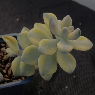 Sedum clavatum VARIEGATA