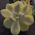 Sedum clavatum VARIEGATA