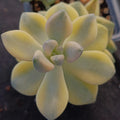 Sedum clavatum VARIEGATA