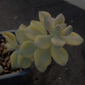 Sedum clavatum VARIEGATA