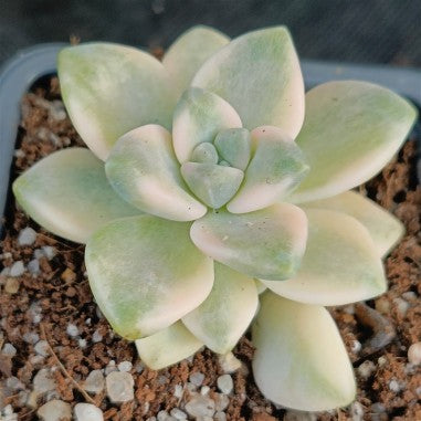 Sedum clavatum VARIEGATED