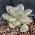 Sedum clavatum VARIEGATA