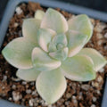 Sedum clavatum VARIEGATA