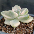 Sedum clavatum VARIEGATA