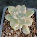Sedum clavatum VARIEGATA