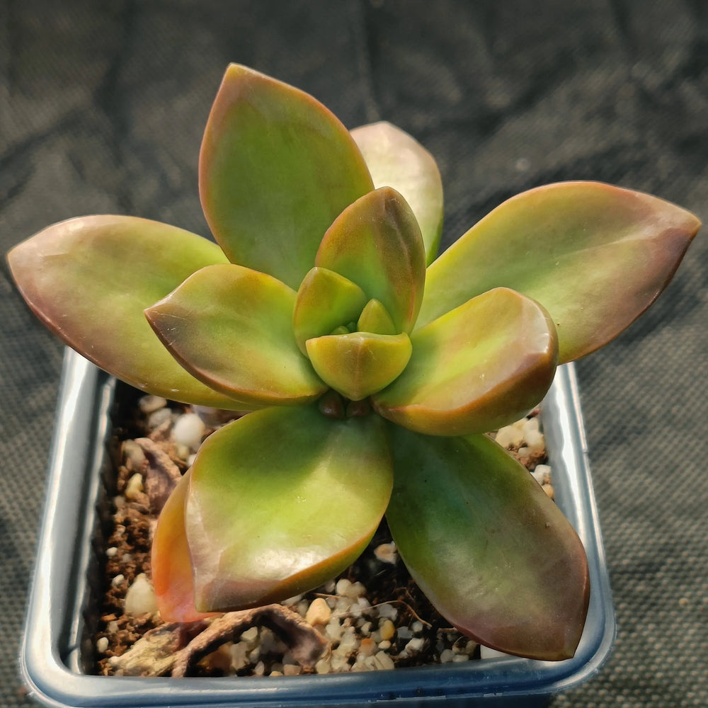 Sedum Nussbaumerianum “MEIGETSU”
