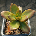 Sedum Nussbaumerianum “MEIGETSU”