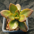 Sedum Nussbaumerianum “MEIGETSU”