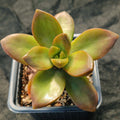 Sedum Nussbaumerianum “MEIGETSU”