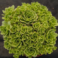 Sempervivum sp.