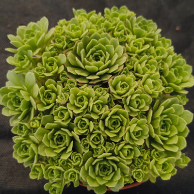 Sempervivum sp.