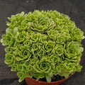 Sempervivum sp.