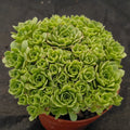 Sempervivum sp.