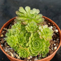 Sempervivum sp.