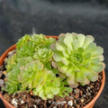 Sempervivum sp.