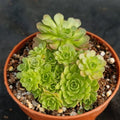 Sempervivum sp.