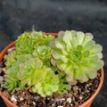 Sempervivum sp.