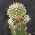 Strombocactus disciformis caespitoso INJERTADO