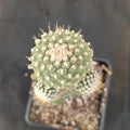 Strombocactus disciformis caespitoso INJERTADO