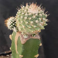 Strombocactus disciformis caespitoso INJERTADO