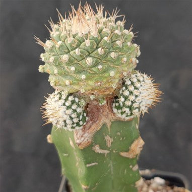 Strombocactus disciformis caespitoso VEREDELT