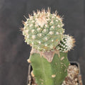 Strombocactus disciformis caespitoso INJERTADO