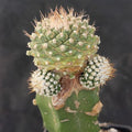 Strombocactus disciformis caespitoso INJERTADO