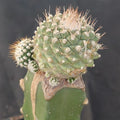Strombocactus disciformis caespitoso INJERTADO