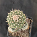 Strombocactus disciformis caespitoso INJERTADO