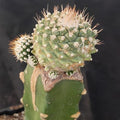 Strombocactus disciformis caespitoso INJERTADO