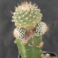 Strombocactus disciformis caespitoso INJERTADO