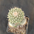 Strombocactus disciformis caespitoso INJERTADO