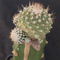 Strombocactus disciformis caespitoso INJERTADO