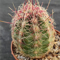 Thelocactus bicolor