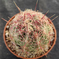 Thelocactus bicolor