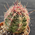 Thelocactus bicolor