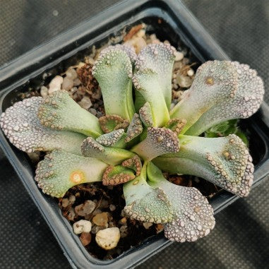 Titanopsis calcarea