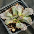 Titanopsis calcarea