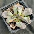 Titanopsis calcarea