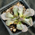 Titanopsis calcarea