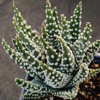 Tulista pumila