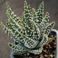 Tulista pumila