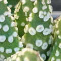 Tulista pumila f. „DONUTS“