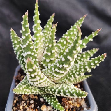 Tulista pumila