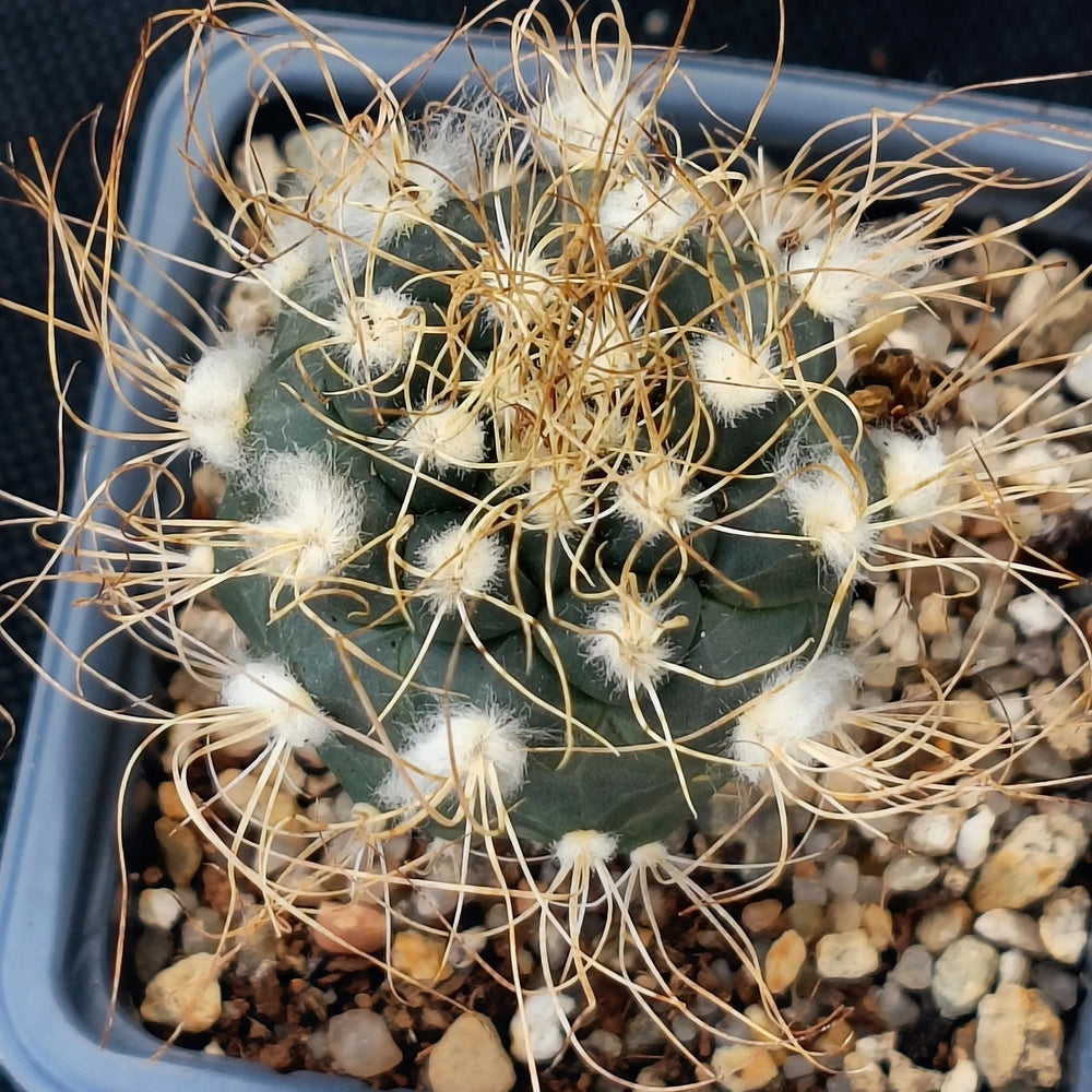 Turbiicarpus pseudomacrochele