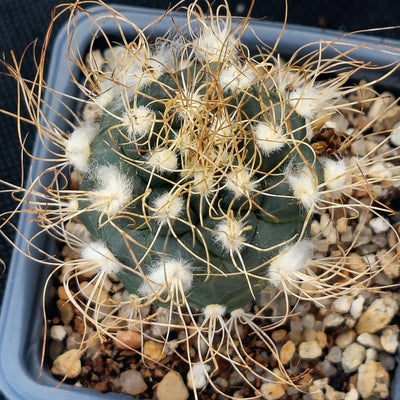 Turbiicarpus pseudomacrochele