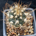 Turbiicarpus pseudomacrochele